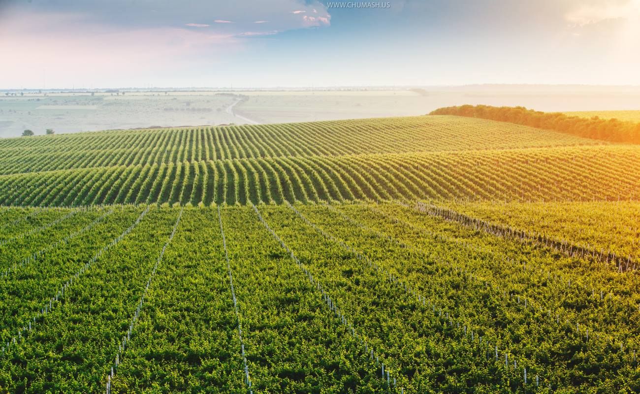 Wine cellars to fruit orchards: Moldovan products are finding fans abroad